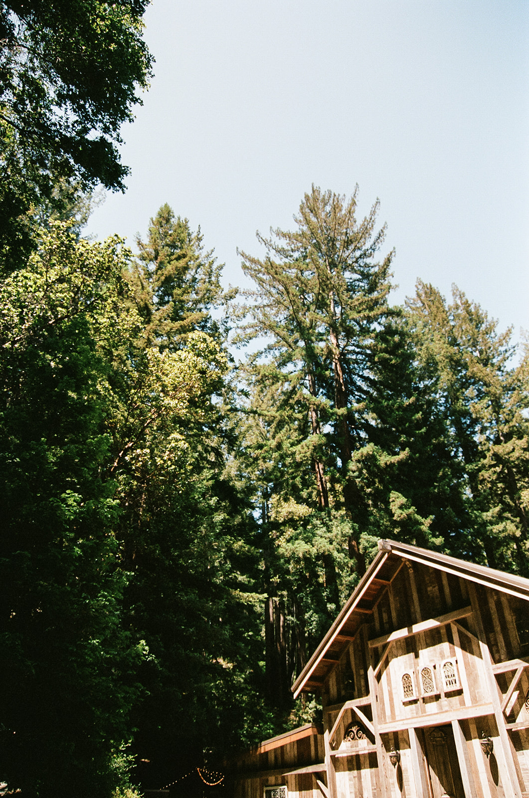 Redwoods, California Elopement on Film 