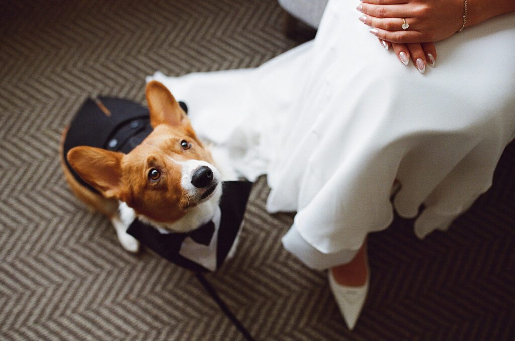 A bride and her Corgi are photographed before her wedding in valencia in la jolla